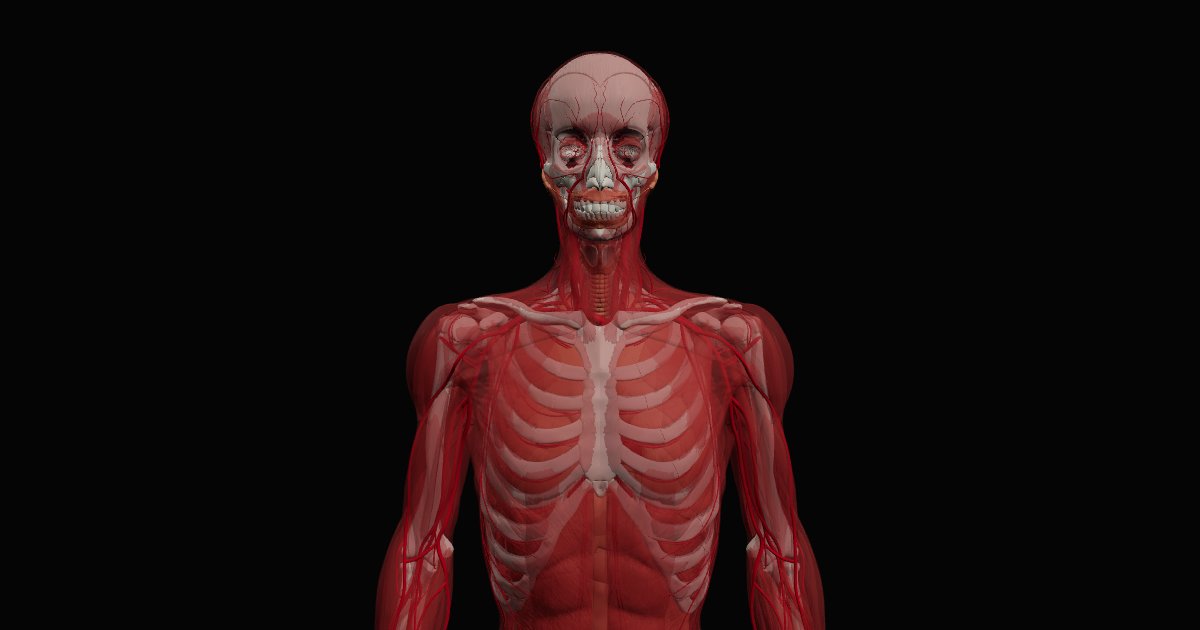 The Bodyglass 3D body: muscles, bones and vessels seen from the front
